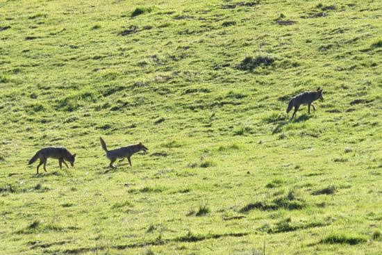 Wildcat Canyon Regional Park photo 1
